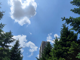 大树
