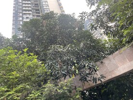 芒果树
