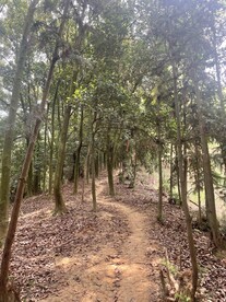 山林树木