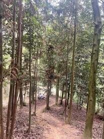 大自然树木