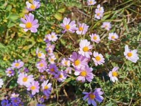 花丛