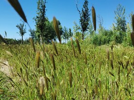 田野草地