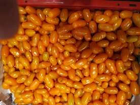 黄色圣女果