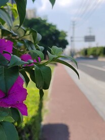 三角梅