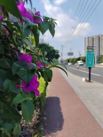 三角梅