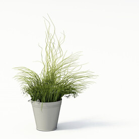 C4D模型 观赏植物