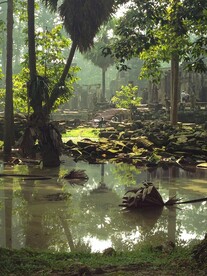 热带雨林风景