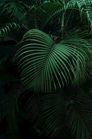 热带植物背景