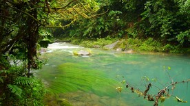 热带雨林风景