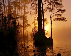 夕阳树林