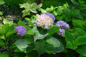 绣球花 