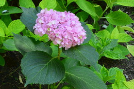 绣球花