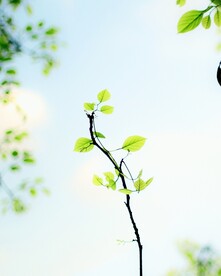 清新树枝树叶
