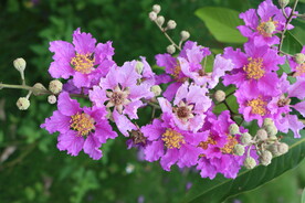 紫薇花