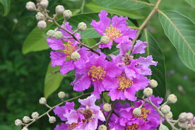紫薇花