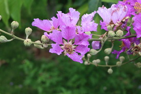 紫薇花