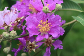 紫薇花