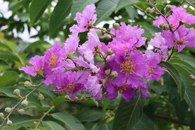 紫薇花