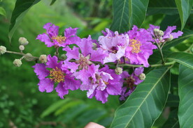 紫薇花