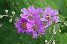 紫薇花