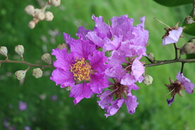紫薇花