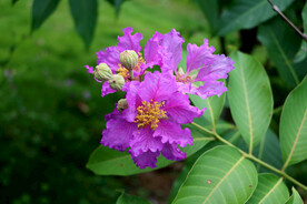 紫薇花