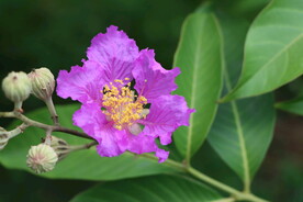 紫薇花