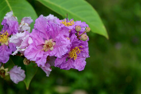 紫薇花