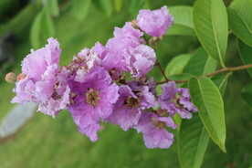 紫薇花