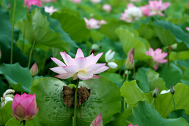 荷花