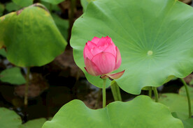 荷花花苞
