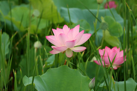 荷花