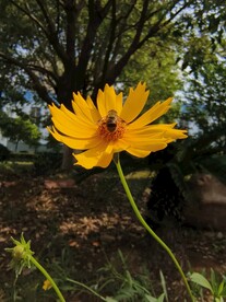 蜜蜂采蜜授粉
