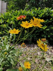 黄色花朵素材
