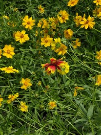 花朵素材
