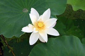 白色荷花