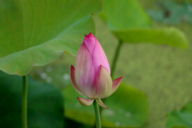 荷花花苞