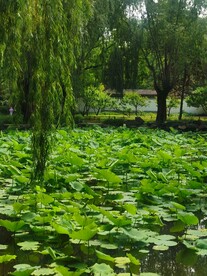 公园风景 