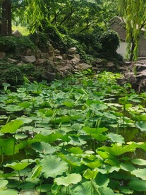 公园风景