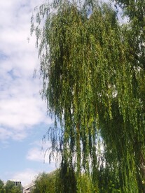公园风景 