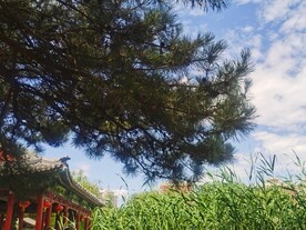 公园风景