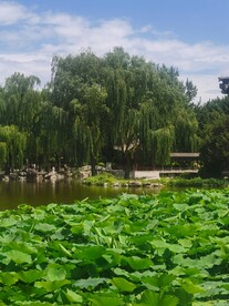 公园风景