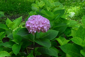 绣球花 