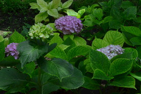 绣球花