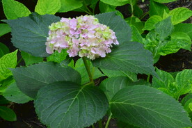绣球花