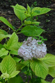 绣球花