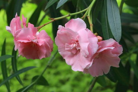 夹竹桃花  