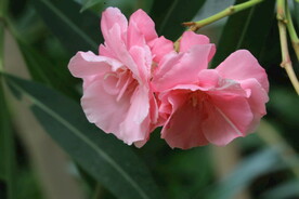 夹竹桃花  