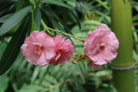夹竹桃花 