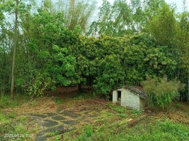 庭院树林